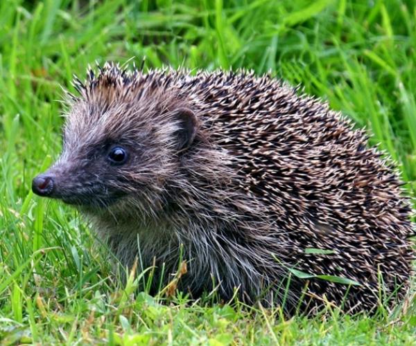 A hedgehog resting in the grass