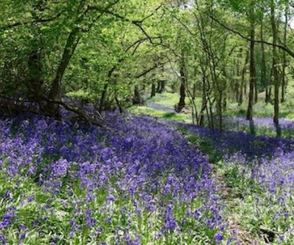 Bluebells in full bloom in Alne Wood