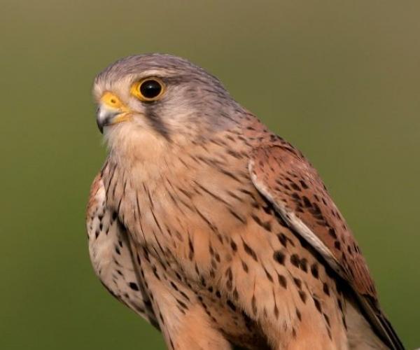 A Kestrel resting on a tree branch