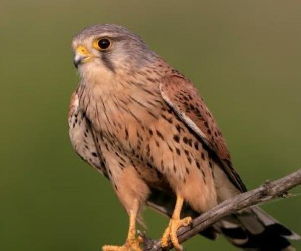 Close up of a kestrel perched on a tree branch