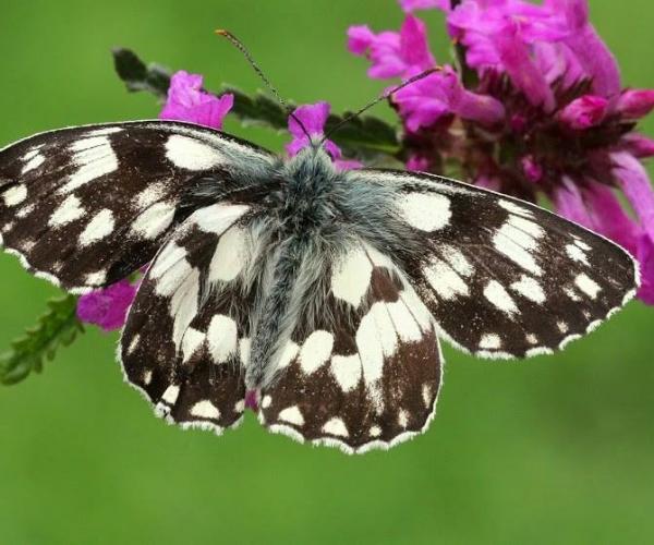 Close up of the black and white wings of the Marbled White butterfly