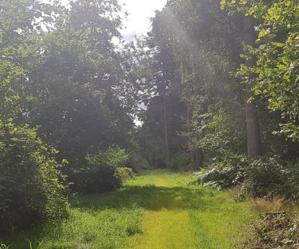 The sun shining through the trees at Morgrove Coppice