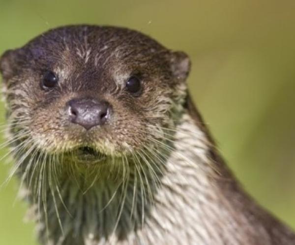 A Eurasian otter with wet fur looking straight into the camera