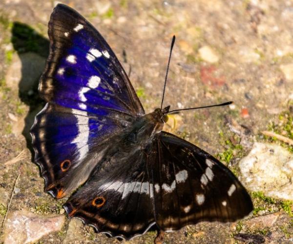 Close up of a purple emperor butterfly resting on stone