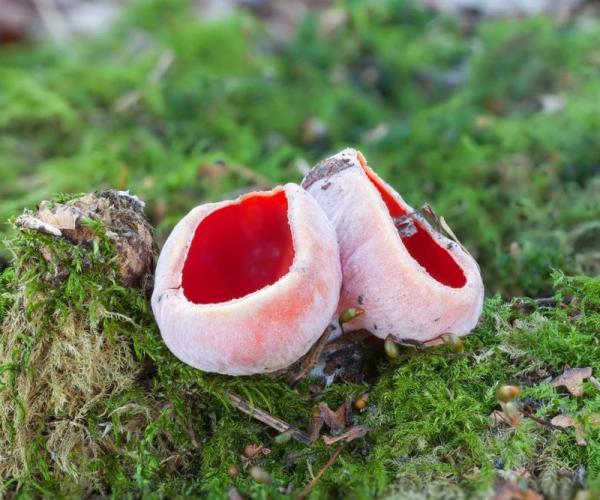 Close up of some scarlet elf cup fungi