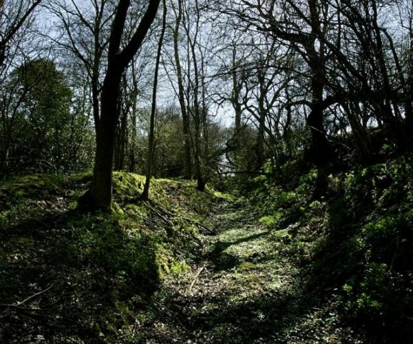 The sun shining through some trees