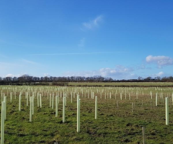 On area of land with newly planted trees on it in the Forest