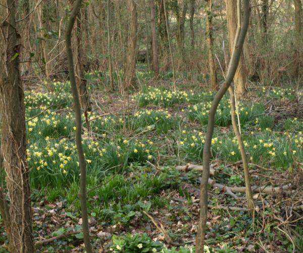 Wild daffodils in Robert's Wood