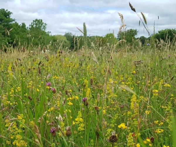 Wildflowers in the Forest's arboretum