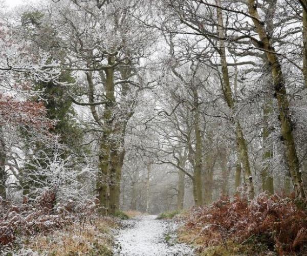 Snowy scene of a footpath through the trees 