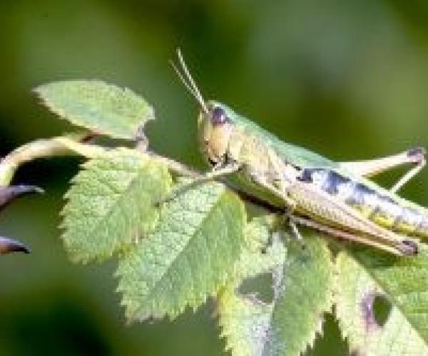 Close up of a common green grasshopped resting on some leaves
