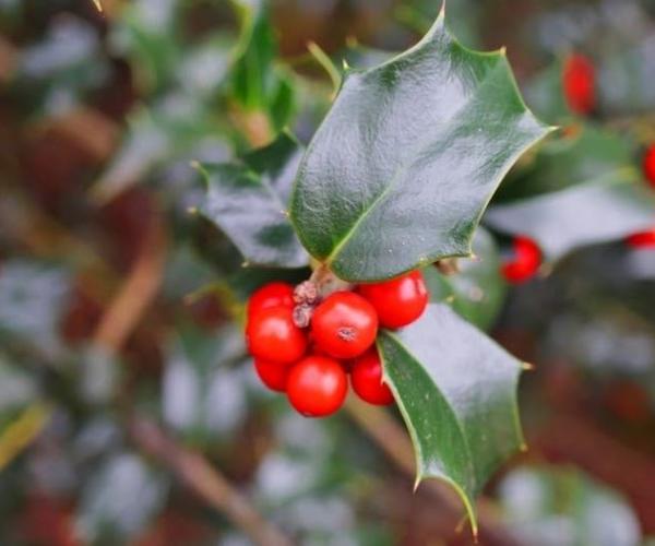 Close up of the red fruit of a holly tree