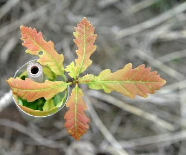 close up of an oak sapling