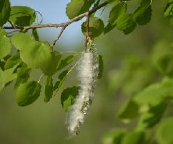 Close up of the leaves and catkin of a black poplar tree