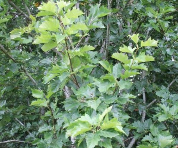 Close up of the leaves of a wild service tree