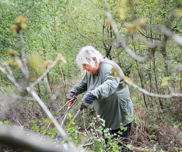 A volunteer using clippers for woodland maintenance