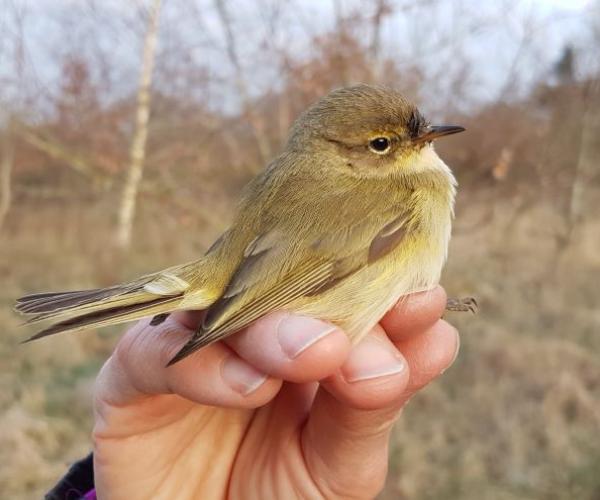 A close up of a chiffchaff perched on a hand at Middle Spernal