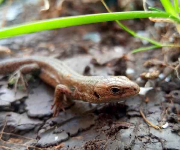 Common lizard on the Forest floor