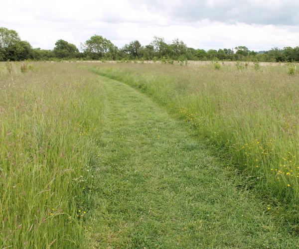 Path through grassland on Noleham Wood walk 