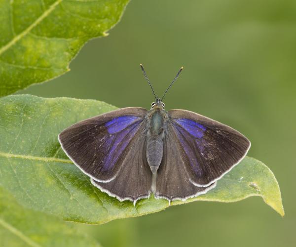 Purple hairstreak butterfly on a leaf
