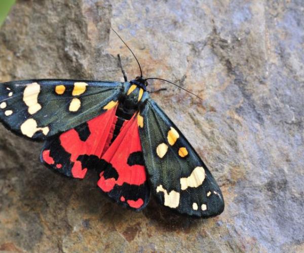 Scarlet tiger moth on a stone