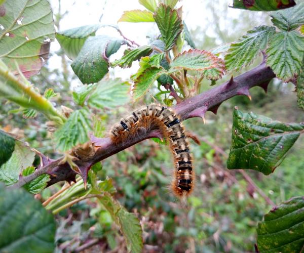 An oak eggar moth caterpillar perched on a branch