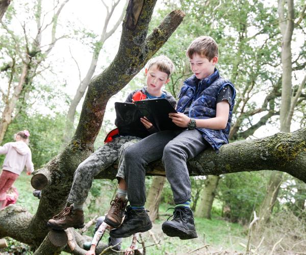 Two mini foresters perched on a tree trunk looking at some clip boards