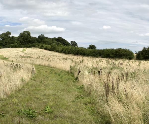 A woodland ride in grassland in the Forest 