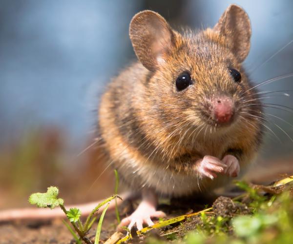 Close up of a wood mouse on the Forest floor