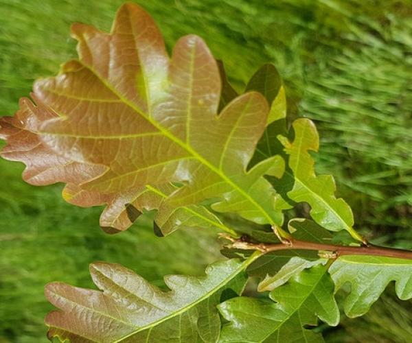 close up of some green leaves