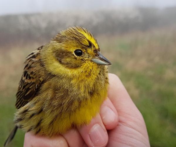 birding held for ringing