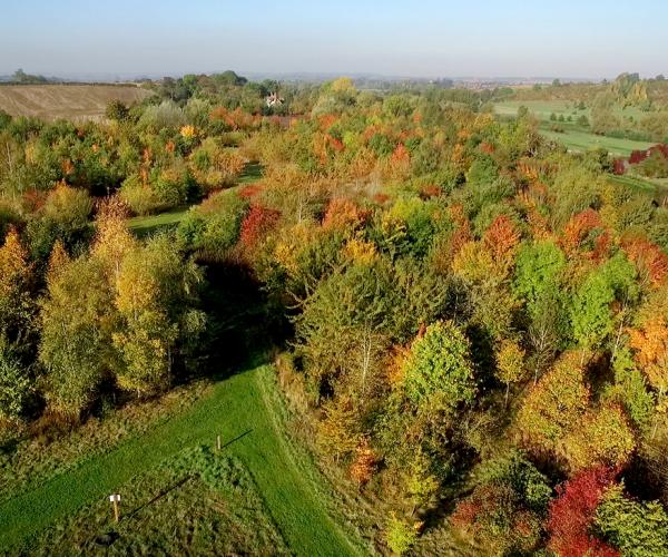 Aerial view of autumn trees in Dorothy's Wood