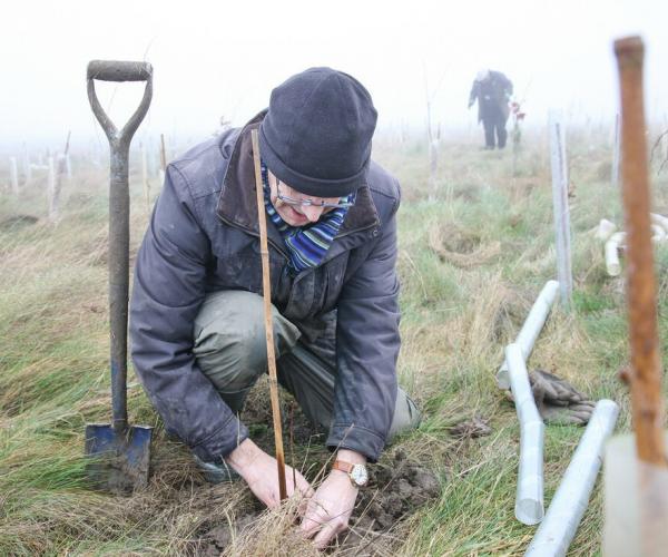 A volunteer planting a tree in the Forest