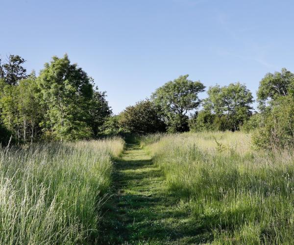 Mown footpath through grassland in Coxmere Wood with young trees in the distance
