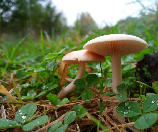 Two common fieldcap mushrooms on green forest floor
