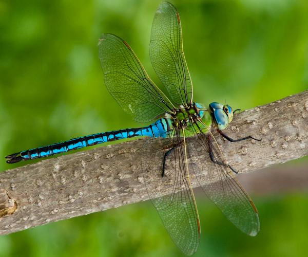 Male emperor dragonfly perched on twig