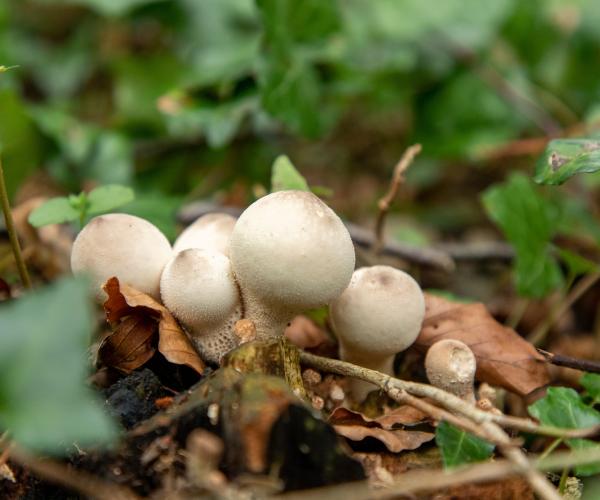 Close up of cluster of small, white common puffballs on forest floor surrounded by fallen, brown leaves.