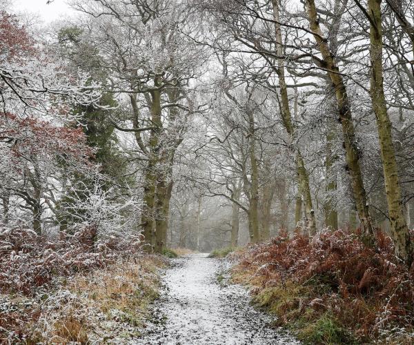 Wild walk at Morgrove Coppice in the snow. A snow covered path and shrubs in the foreground with bare, mature trees surrounding it.