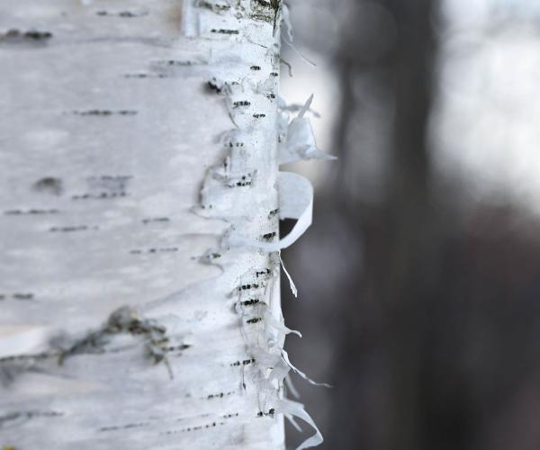 Close up of the white bark of a silver birch tree in winter 