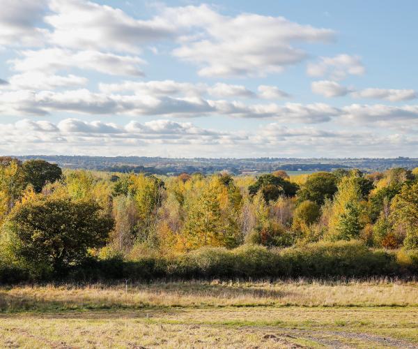 A field border of trees with autumnal covered leaves under a blue sky with clouds in it.