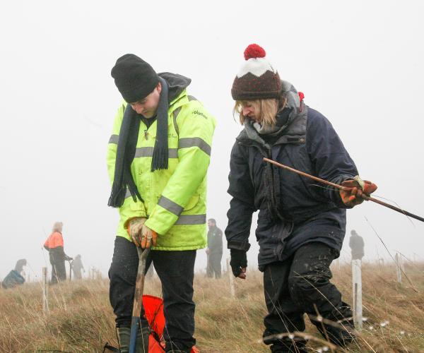 Some volunteers tree-planting on a foggy day in the Forest