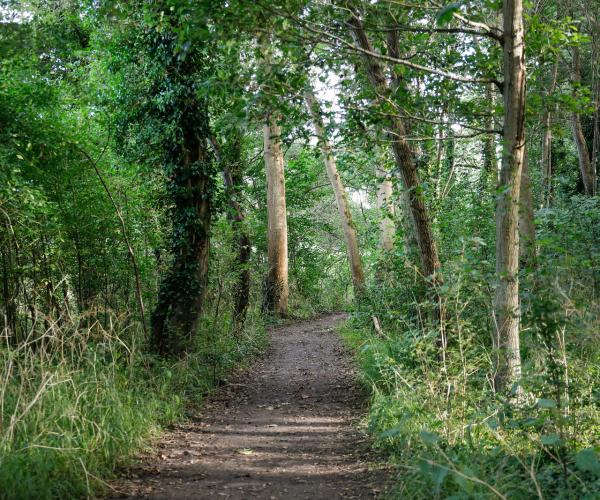 A dirt path through the centre of some mature trees with dark green leaves