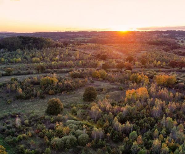 Aerial view of the autumnal Forest at sunset 