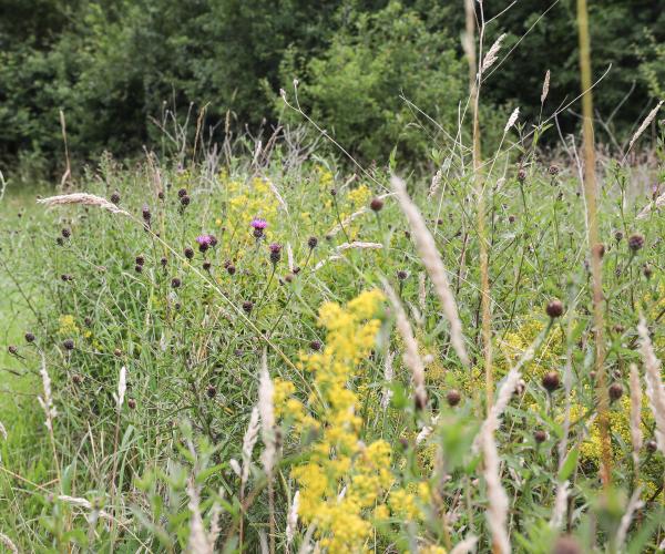 An area of yellow and purple flowers in a wildflower meadow