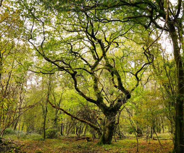 The tree trunk of an oak tree in a canopy of green leaves and other trees in Bannams Wood