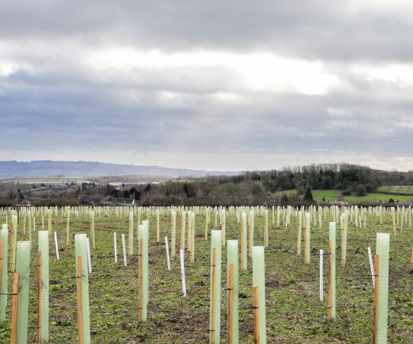 A field of newly planted tree saplings prtected by plastic tree guards