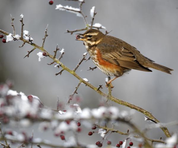 A redwing perched on a snow covered tree branch