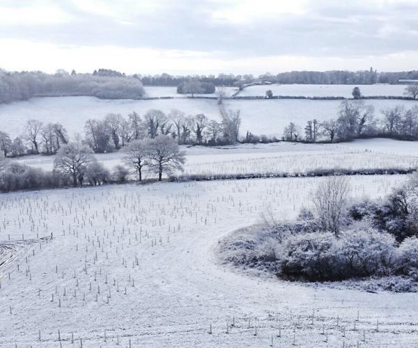 Drone photo of newly planted trees in the snow at Oak Wood