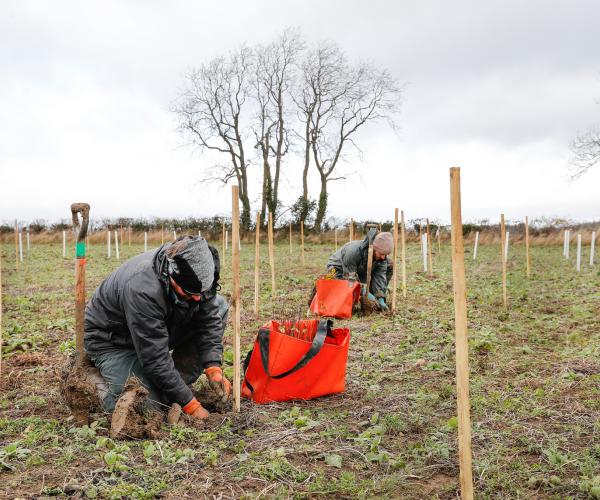Two members of our forestry team kneeling planting tree saplings in a field full of wooden tree planting stakes