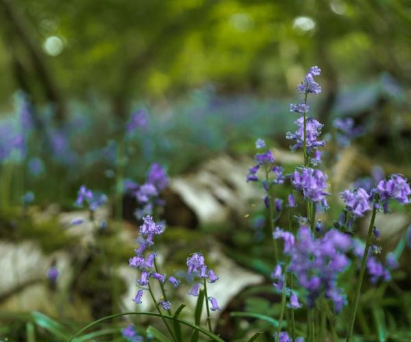 Close up of the bluebell